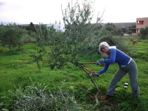Pruning olive trees is important to make them grow productively