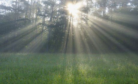 Sunlight through trees
