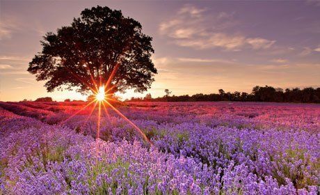 Flower field