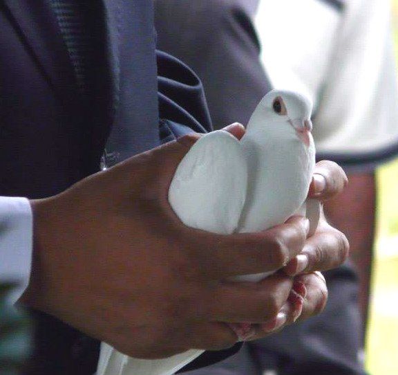 dove release meaning TS Warden Funeral Home