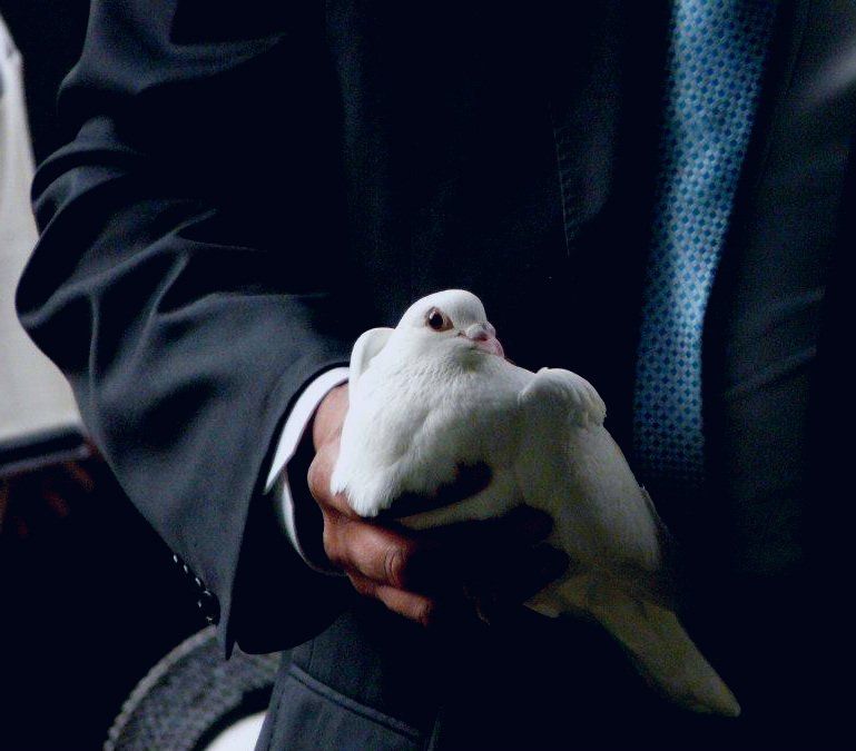 doves for funerals