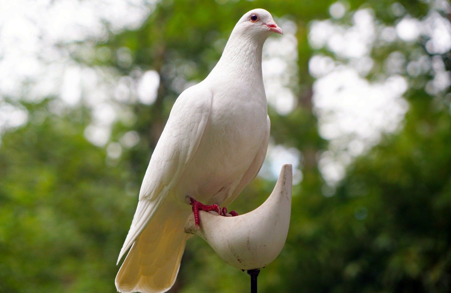 white dove release