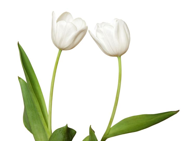 Fiori per funerali