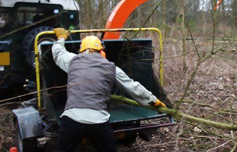 tree surgeon