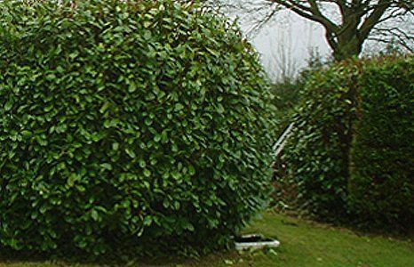 hedging
