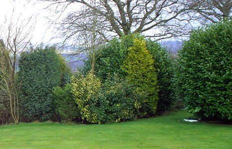hedging service