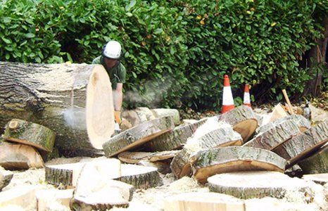 Cutted trees