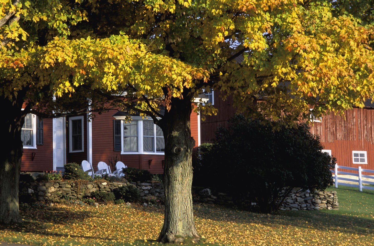 tree yellow leaves