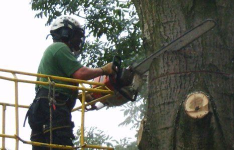 tree cutting