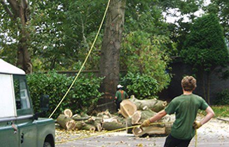 tree removal