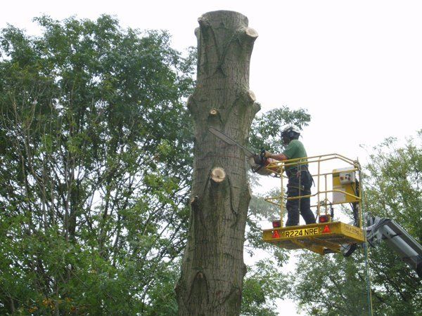 tree surgeon at work