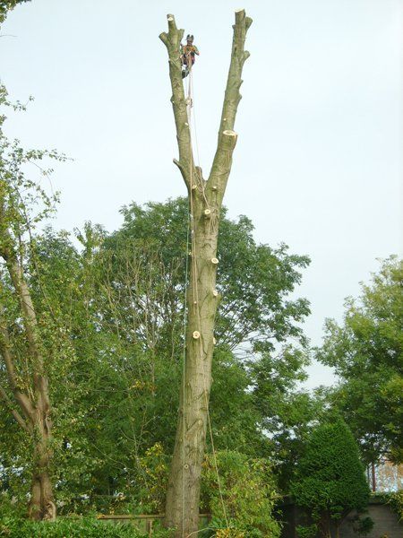 tree with no leaves