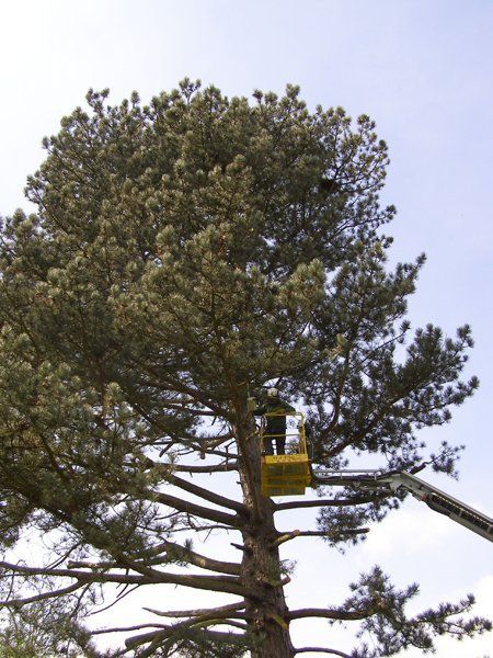 tree surgeon at work