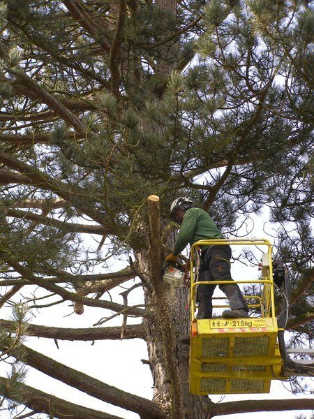 tree cutting in progress