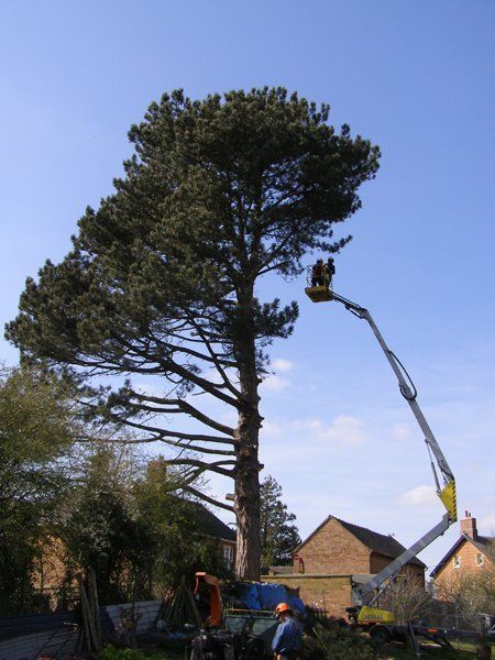 tree cutting service