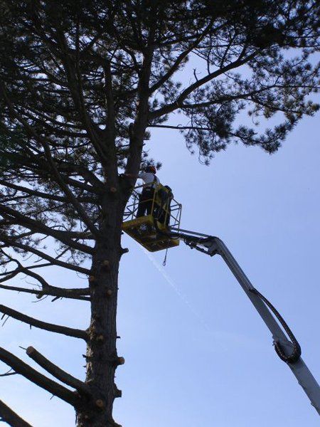 tree surgeon at work