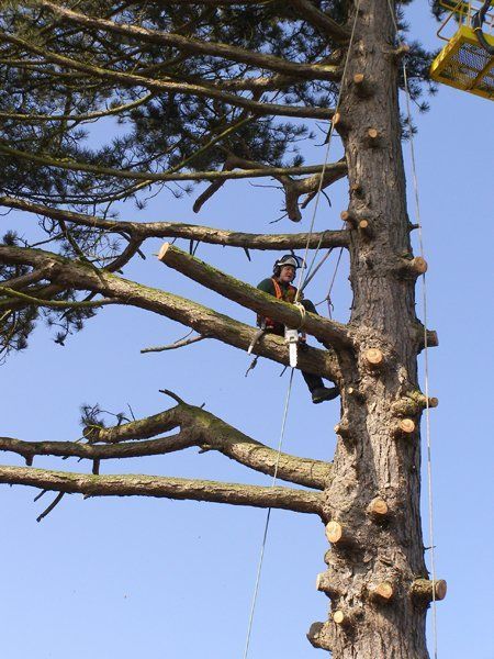 tree cutting service