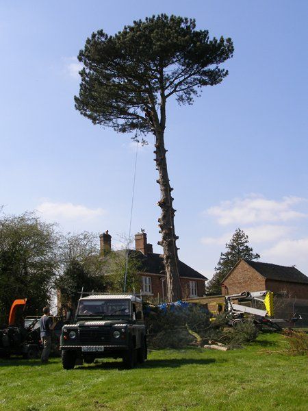 tree cutting experts