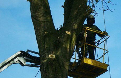 Tree surgeon at work