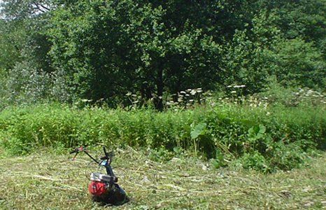 replanting trees