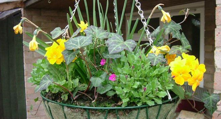 hanging baskets
