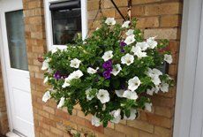 hanging flowers