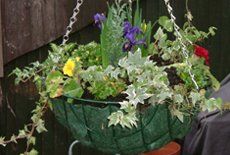 Garden planting and maintenance