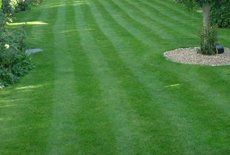 Planting and lawns