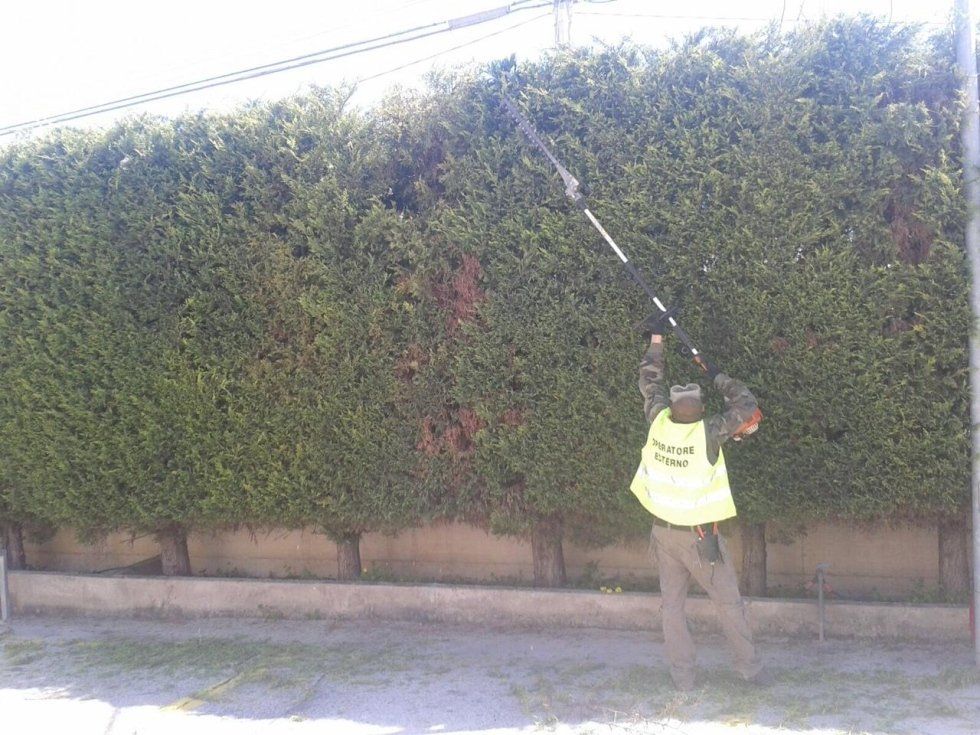 uomo taglio taglio degli alberi in più in Garde