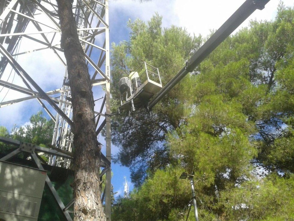 boscaiolo professionale taglia tronchi sulla cima di un grande albero con una motosega