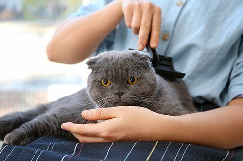Groomer Brushing Cat Hair