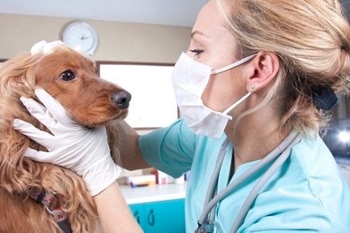 Veterinarian Checking the Dog's Health