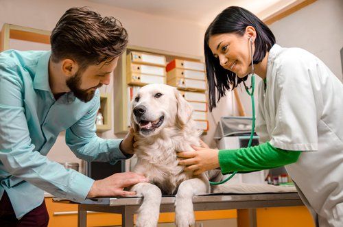 Man Comforting His Dog On Vet Table — Hayward, CA — Alta Vista Veterinary Clinic