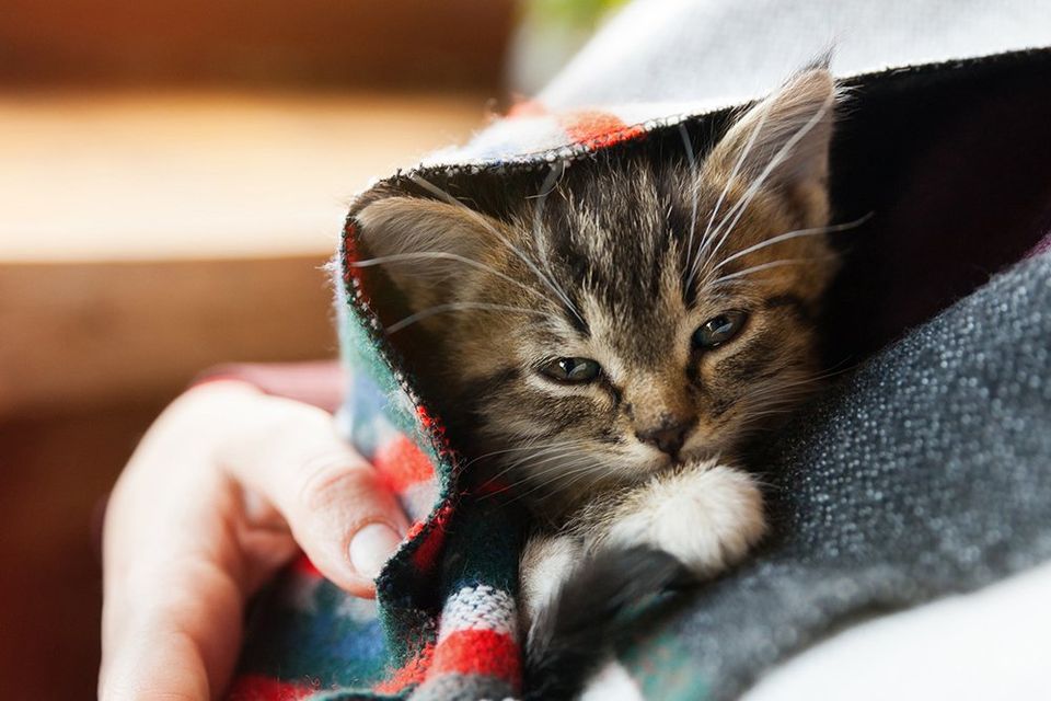 Lovely Kitten Under the Blanket — Alta Vista Veterinary Clinic — Hayward, CA