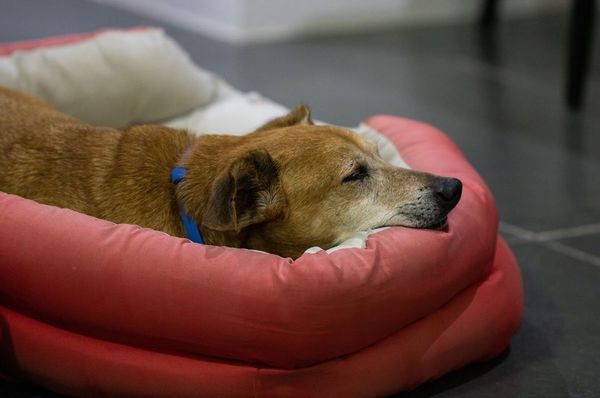 Sleeping Dog — Hayward, CA — Alta Vista Veterinary Clinic Sleeping Dog — Hayward, CA — Alta Vista Veterinary Clinic