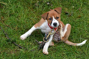 Dog vigorously scratching itself