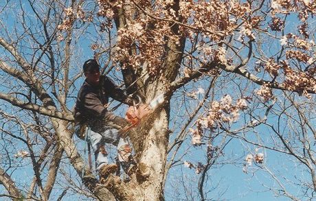 Tree Hoisting - Tree Removal Experts in Framingham, Natick, Ashland, Hopkinton, Southborough, Marlborough, Sherborn and all Metrowest Areas Tree Hoisting - Tree Removal Experts in Framingham, Natick, Ashland, Hopkinton, Southborough, Marlborough, Sherborn and all Metrowest Areas