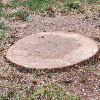 Planting a Grown Tree — Belmont, NC — USA Tree Service LLC