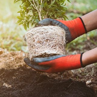 Cutting a Branch of a Tree for Pruning — Belmont, NC — USA Tree Service LLC