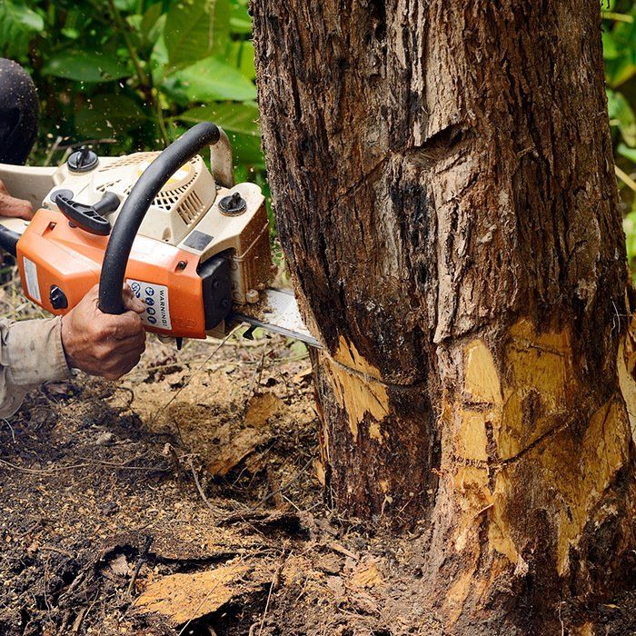 A Man Cutting the Tree with Chainsaw — Belmont, NC — USA Tree Service LLC A Man Cutting the Tree with Chainsaw — Belmont, NC — USA Tree Service LLC