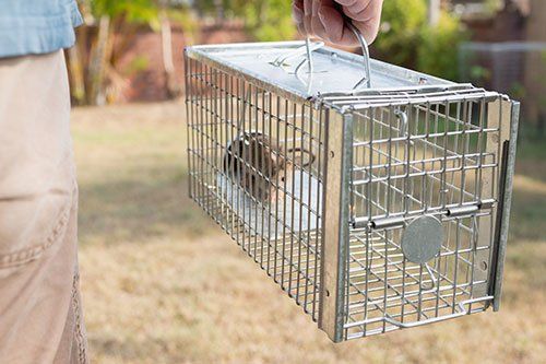Pest Control Trapped — Bradley, IL — Bisaillon’s Rid All Termite & Pest Solutions Pest Control Trapped — Bradley, IL — Bisaillon’s Rid All Termite & Pest Solutions