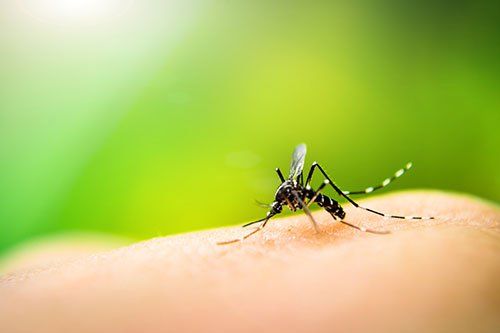 Mosquito — Bradley, IL — Bisaillon’s Rid All Termite & Pest Solutions Mosquito — Bradley, IL — Bisaillon’s Rid All Termite & Pest Solutions