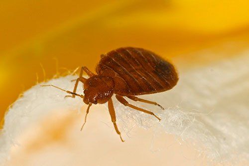 Bed Bug — Bradley, IL — Bisaillon’s Rid All Termite & Pest Solutions Bed Bug — Bradley, IL — Bisaillon’s Rid All Termite & Pest Solutions