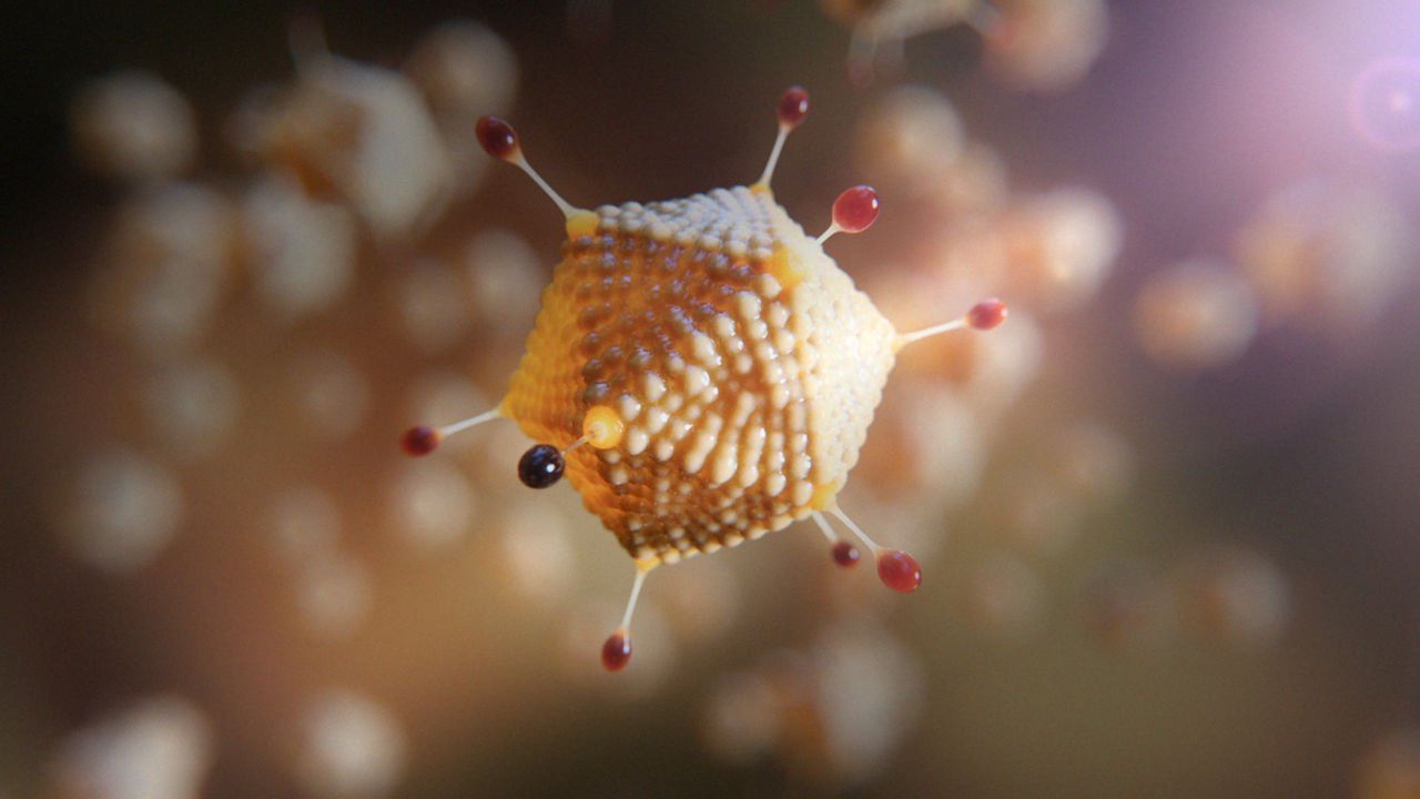 Corona virus