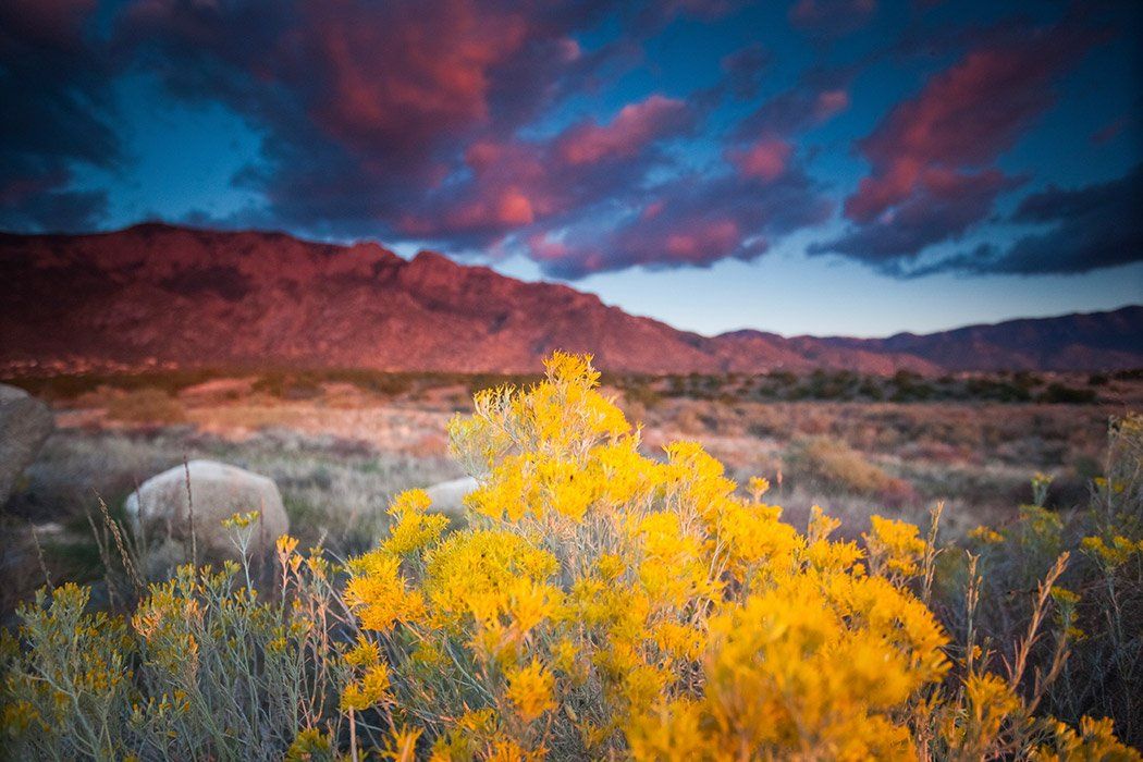 Mountain landscape at sunset with yellow flowers