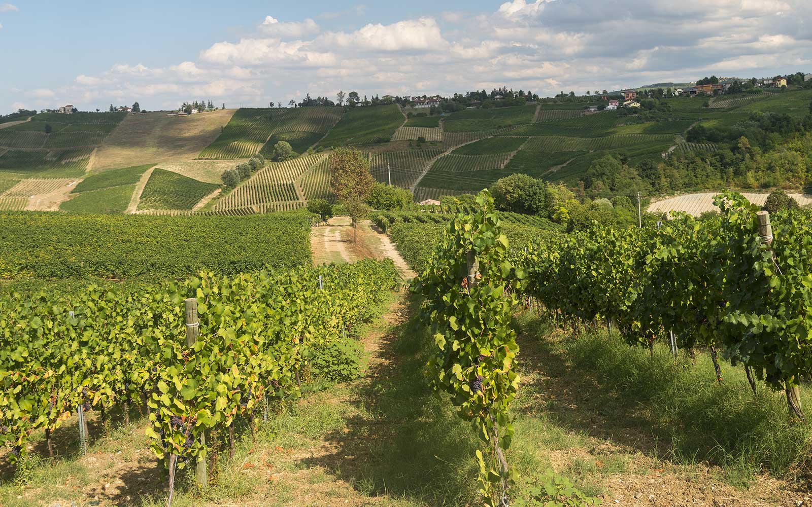 una collina con delle vigne