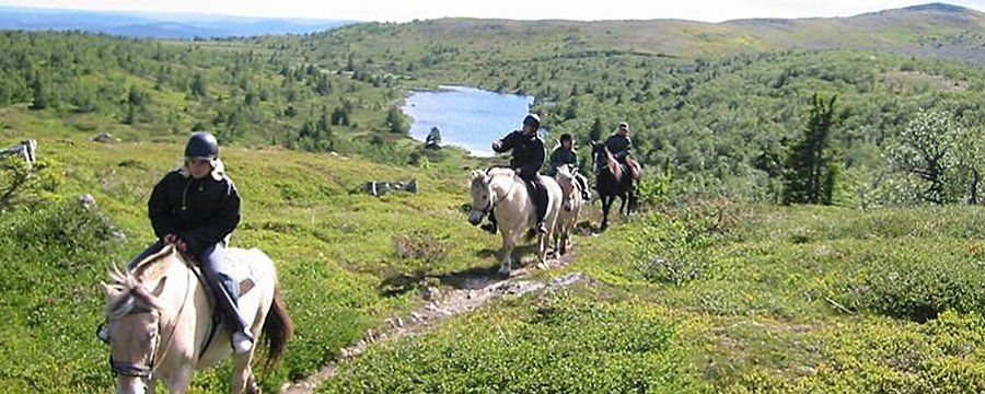 Hester - Sjumilskogen booking Trysil