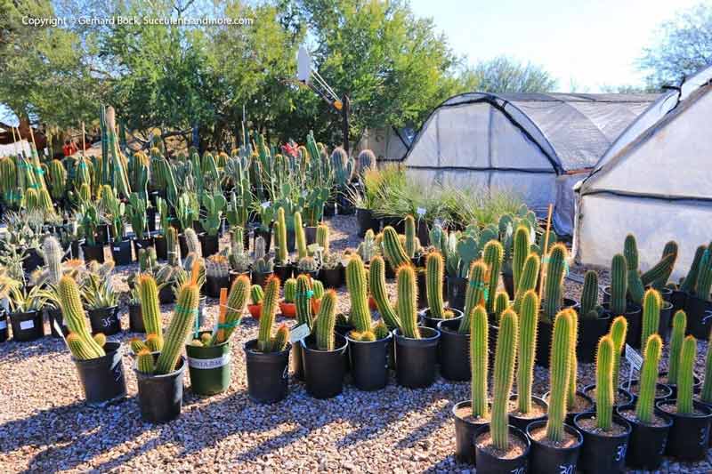 Cactus — Tucson in Tucson,AZ Cactus — Tucson in Tucson,AZ