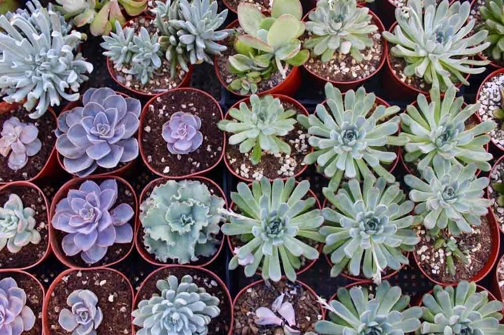 Cacti In Pots — Tucson in Tucson,AZ Cacti In Pots — Tucson in Tucson,AZ