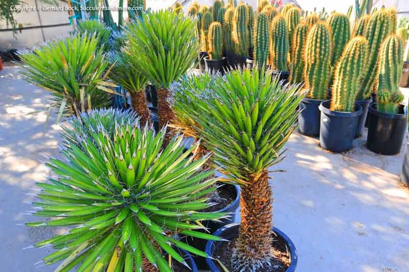 Different kind of cactus — Cactus, Tucson, AZ